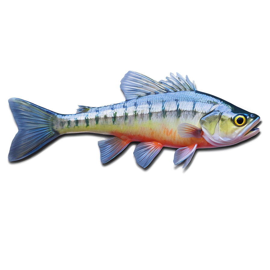 Beginner's Guide To Fishing Png 17 PNG Image