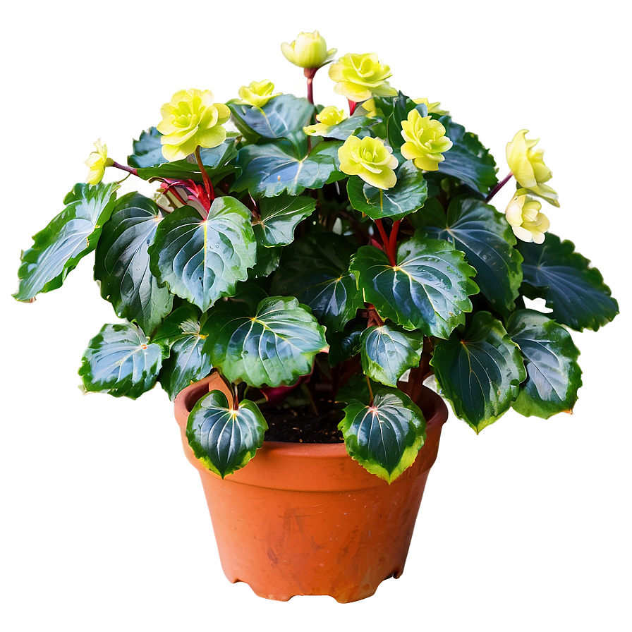 Begonia Flower Bush Png 06122024 PNG Image