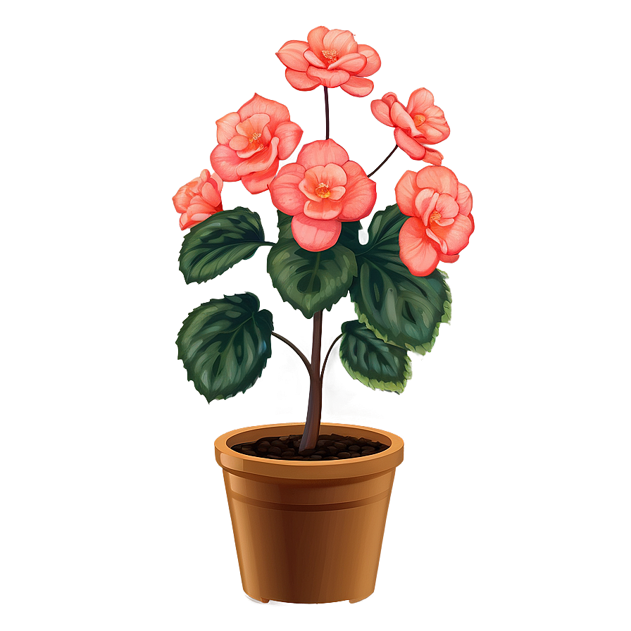 Begonia Flower Bush Png Aiq27 PNG Image