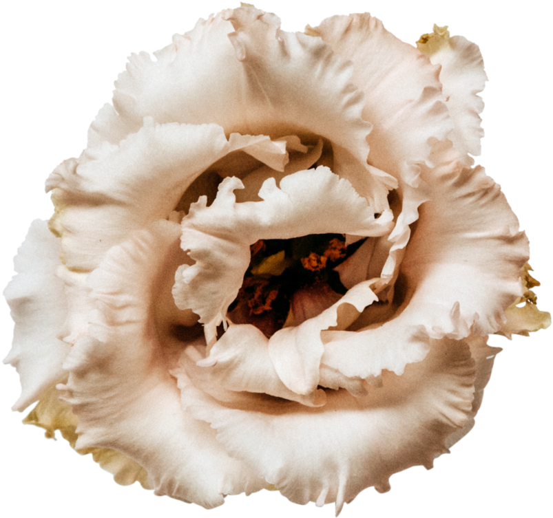 Beige Flower Closeup.png PNG Image