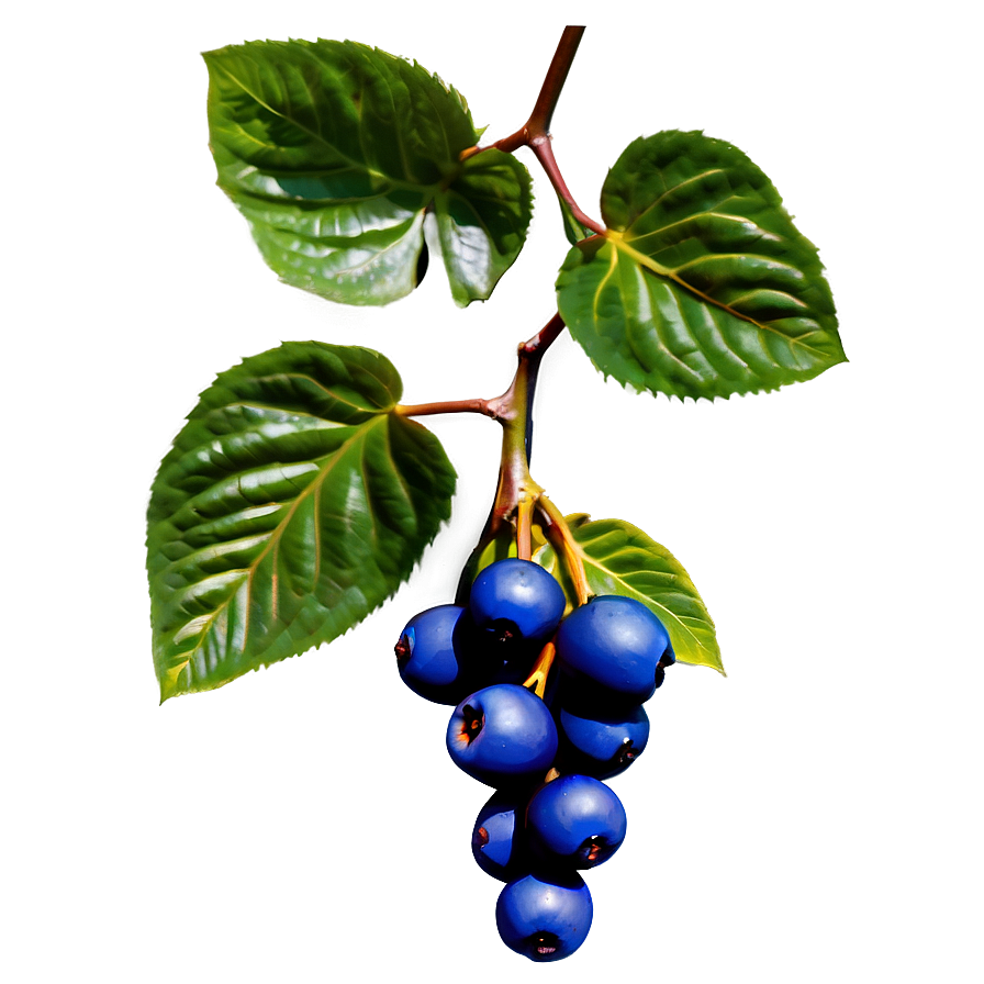 Berries On Vine Png Sva PNG Image