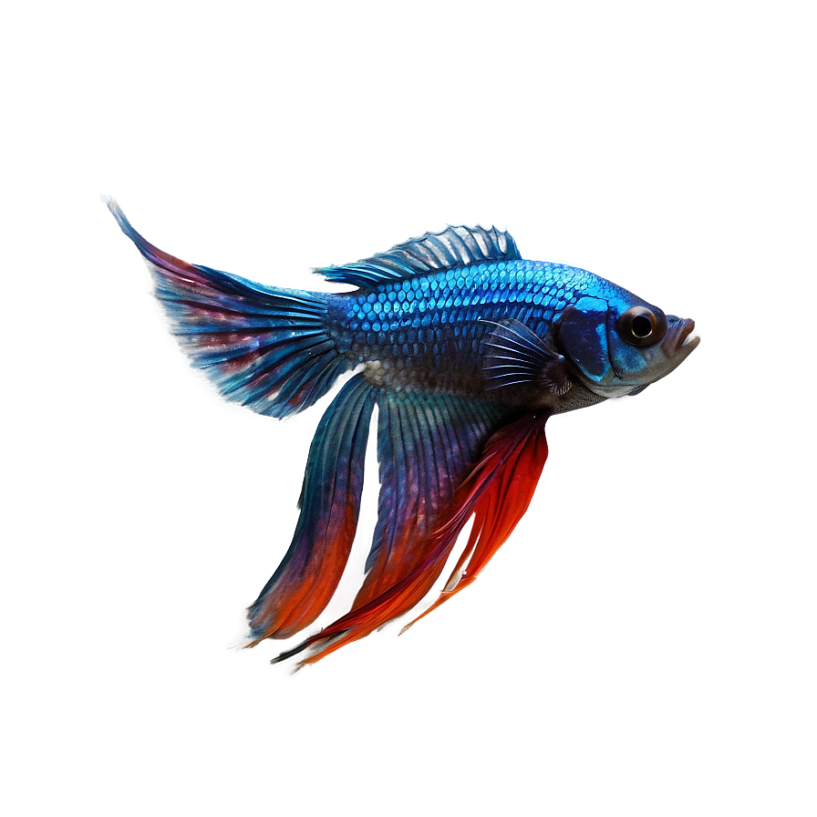 Betta Fish Png 04292024 PNG Image