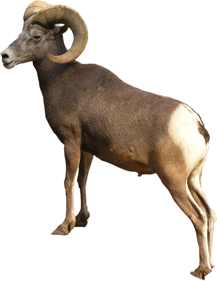 Bighorn Sheep Standing Profile PNG Image