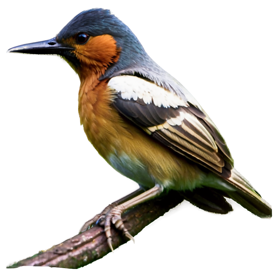 Bird C PNG Image