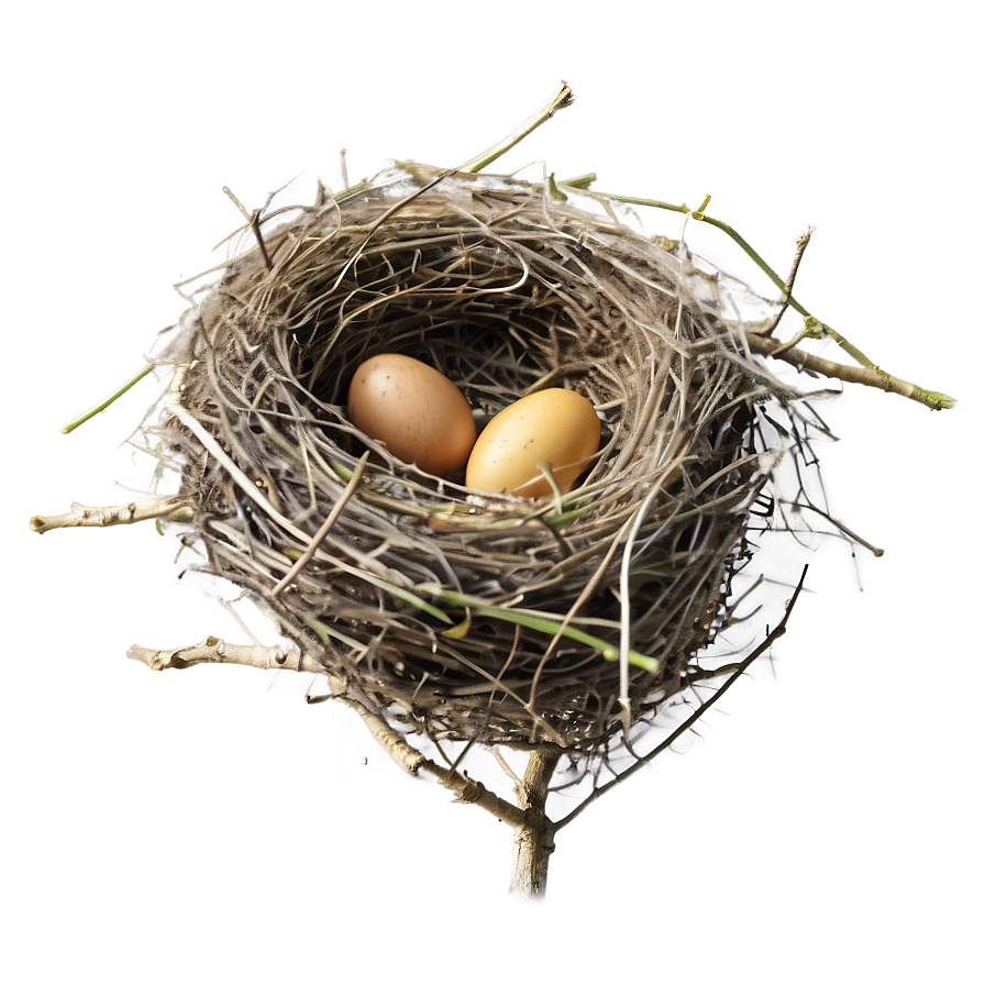 Bird Nest Building Png 12 PNG Image