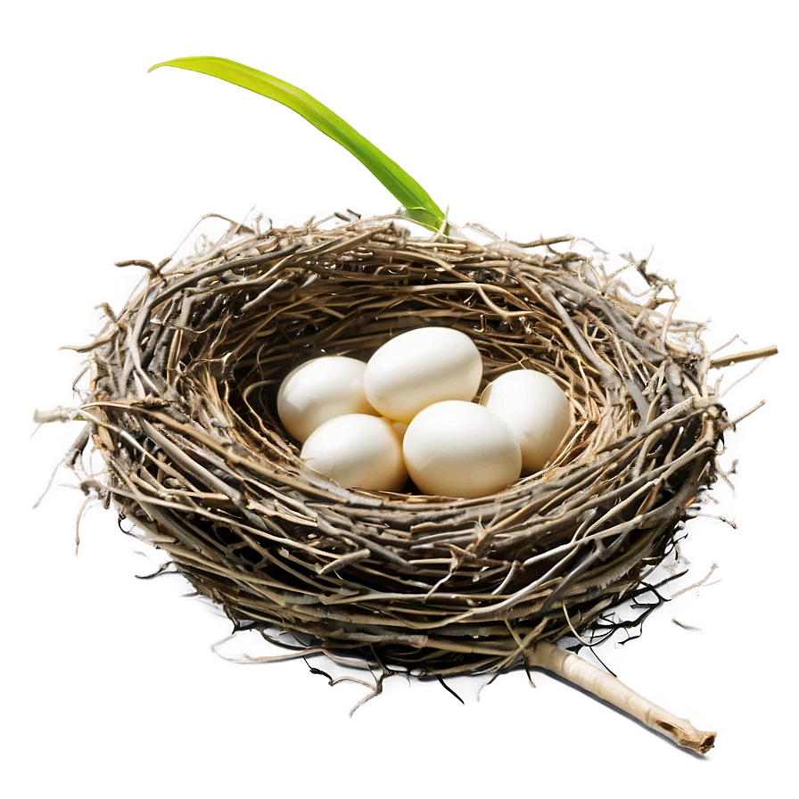 Bird Nest Side View Png 83 PNG Image