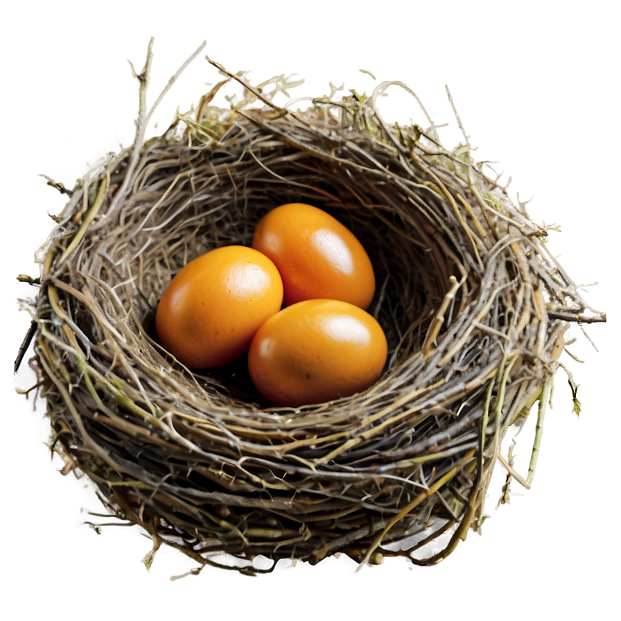 Bird Nest Side View Png Hhg PNG Image