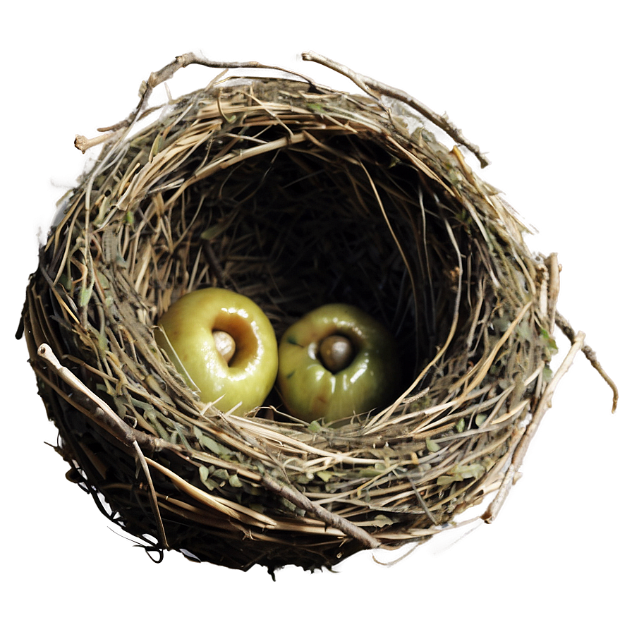 Bird Nest Side View Png Mqu6 PNG Image