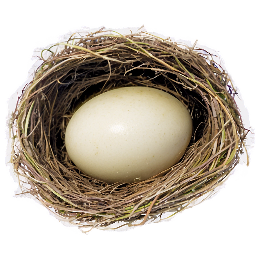 Bird Nest Under Eaves Png Edb PNG Image