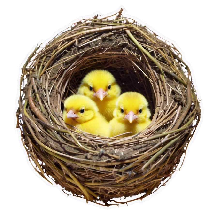 Bird Nest With Chicks Png 45 PNG Image