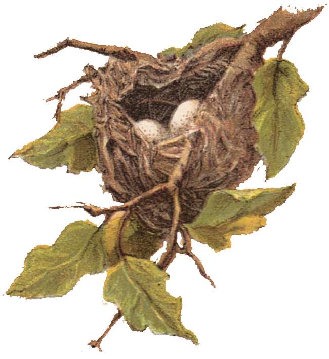 Bird Nestwith Eggs Illustration PNG Image