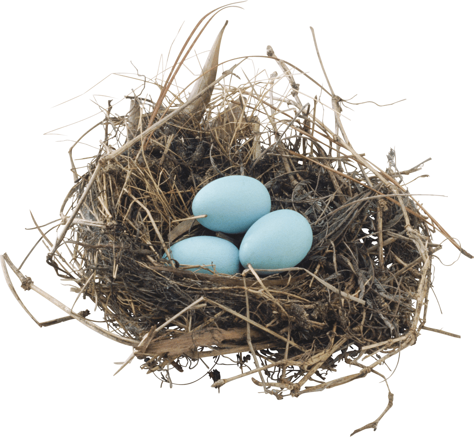 Bird Nestwith Three Eggs.png PNG Image