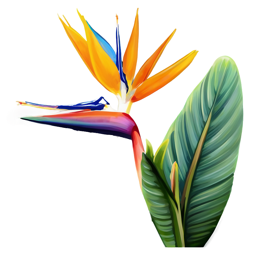 Bird Of Paradise Botanical Print Png 60 PNG Image