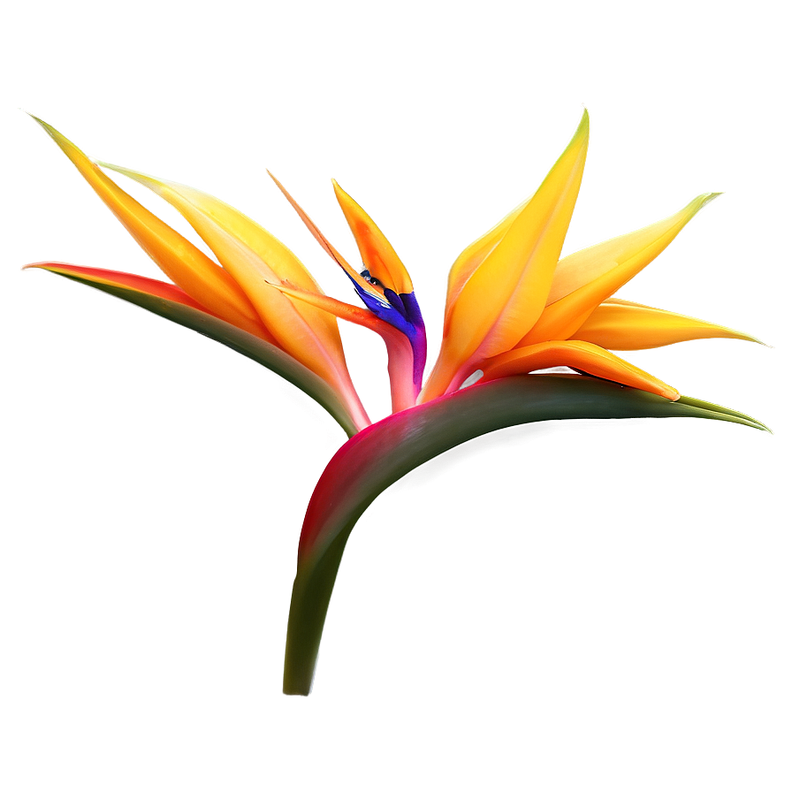 Bird Of Paradise Desktop Background Png 06212024 PNG Image