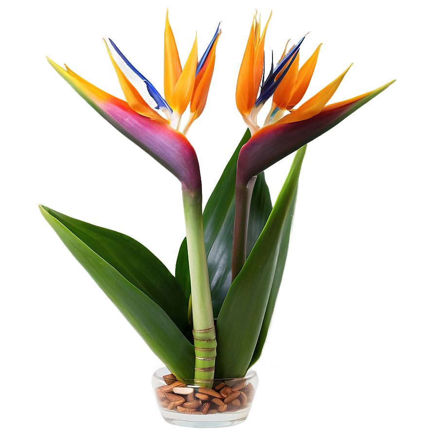 Bird Of Paradise Floral Arrangement Png 06212024 PNG Image