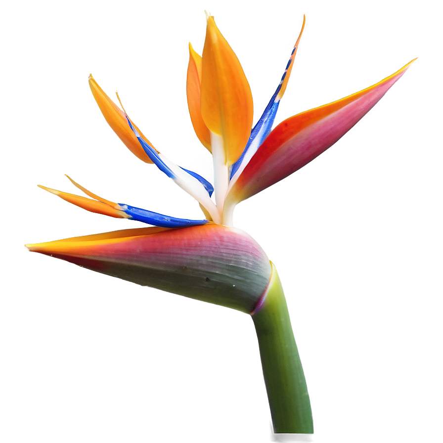 Bird Of Paradise In Bloom Png Cpv PNG Image