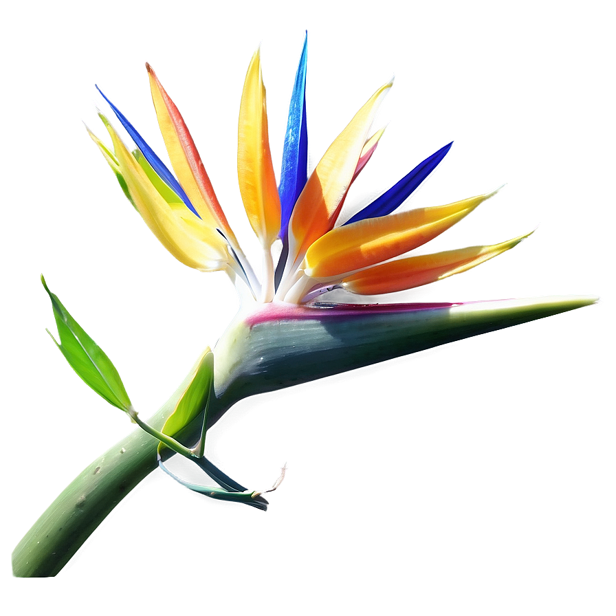 Bird Of Paradise Photography Png Aew69 PNG Image