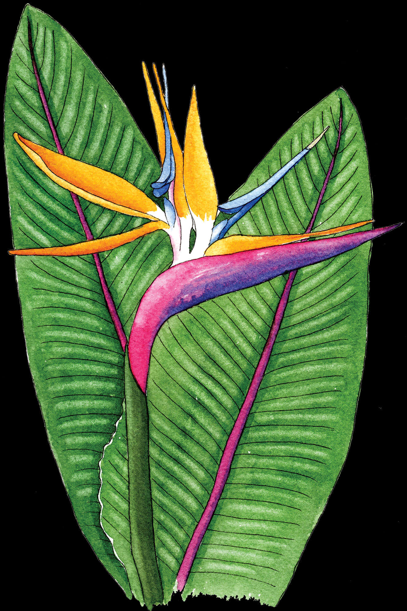 Birdof Paradise Flower Illustration PNG Image