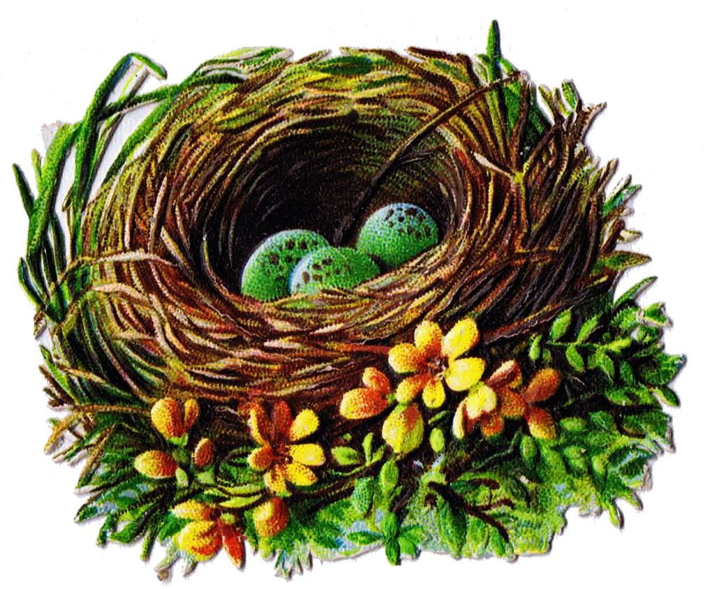 Birds Nest With Eggs Illustration PNG Image