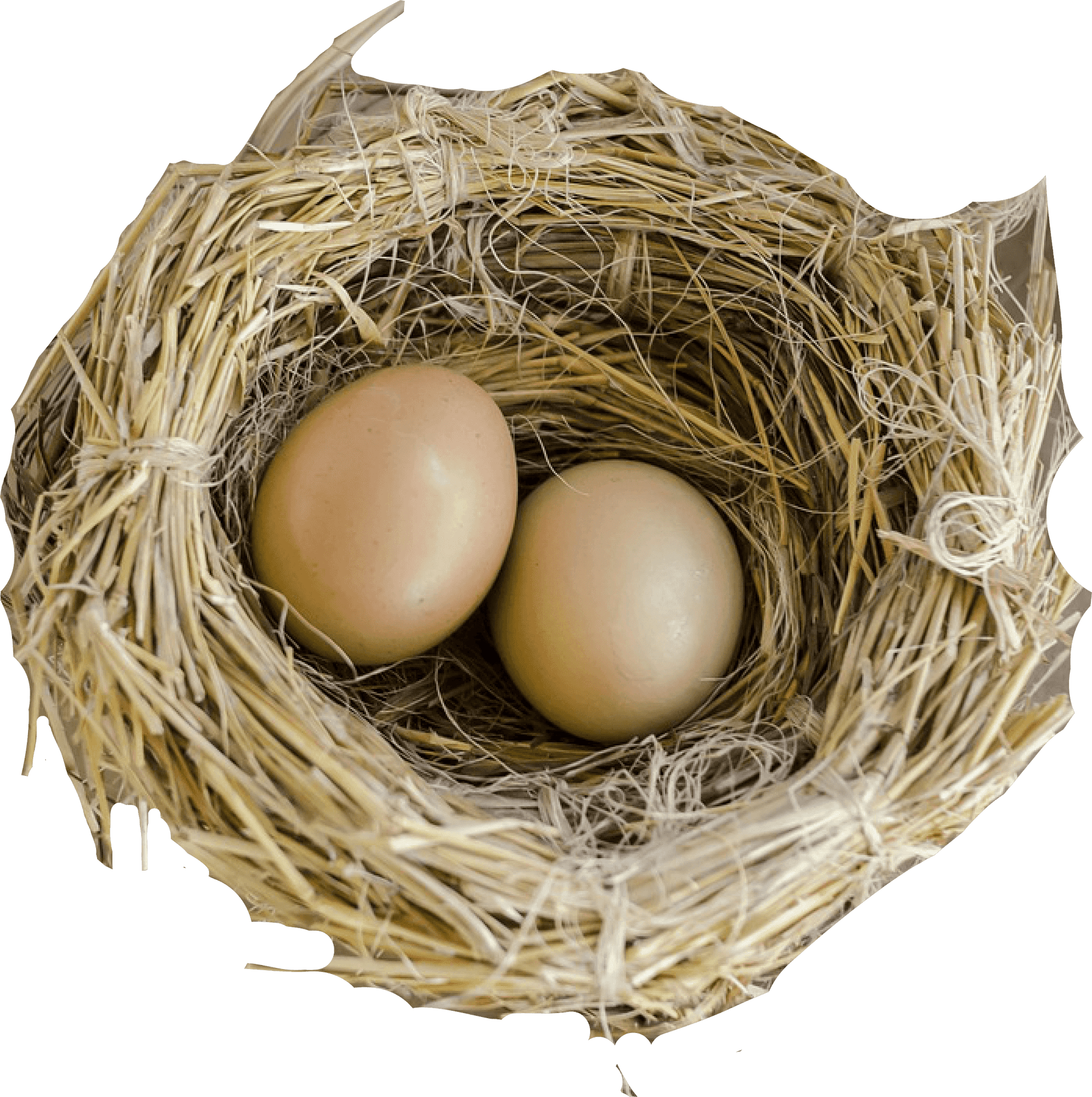 Birds Nest With Two Eggs PNG Image