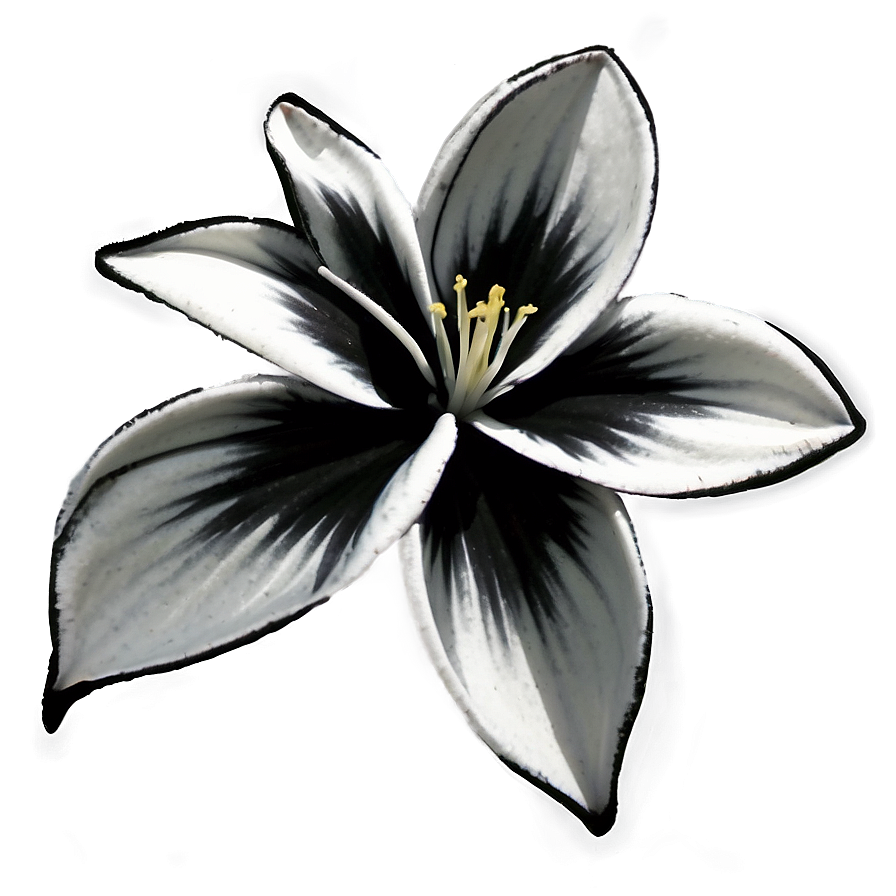 Black And White Bloom Png 06282024 PNG Image