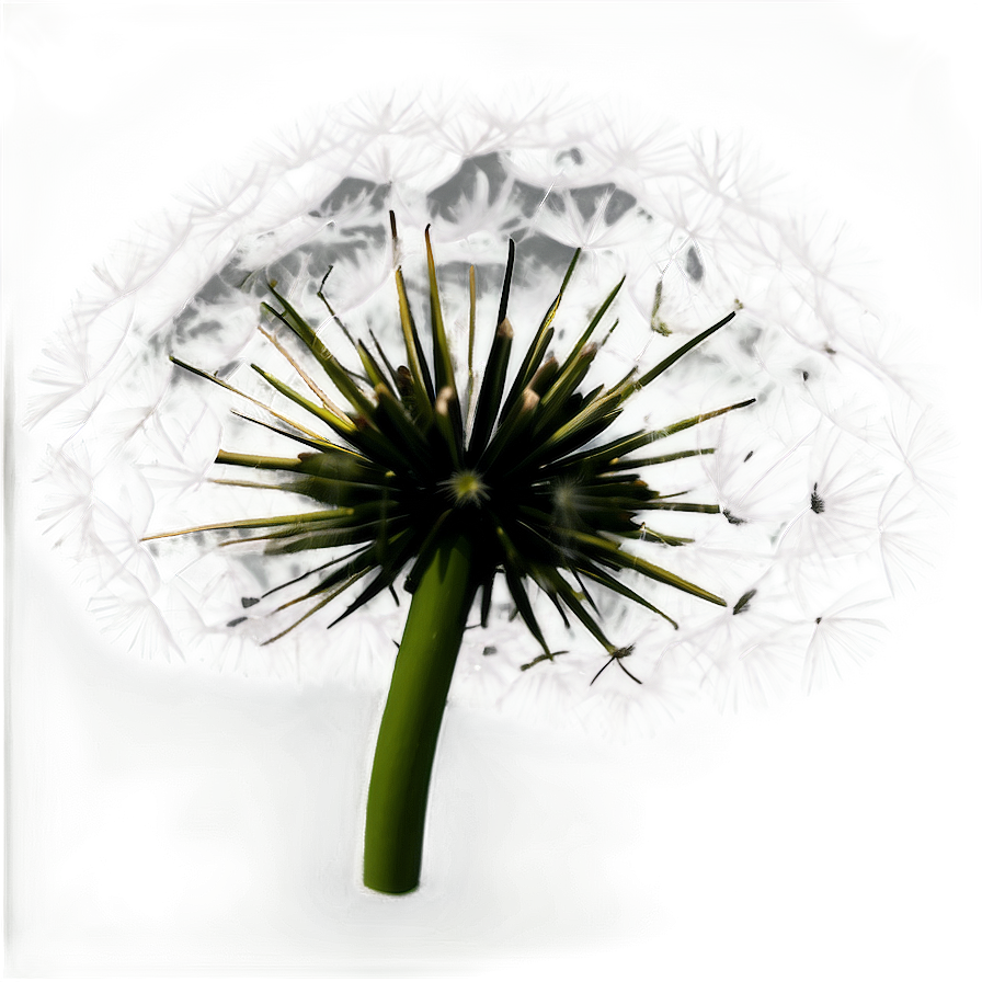 Black And White Dandelion Png Int PNG Image