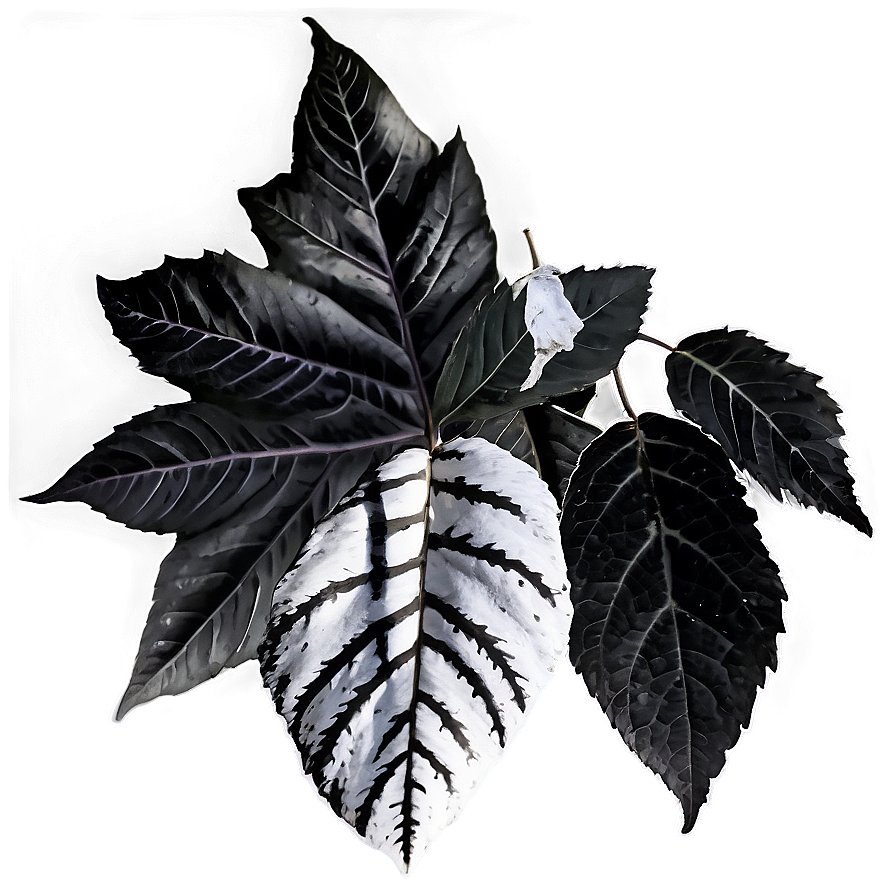 Black And White Fallen Leaves Png 63 PNG Image