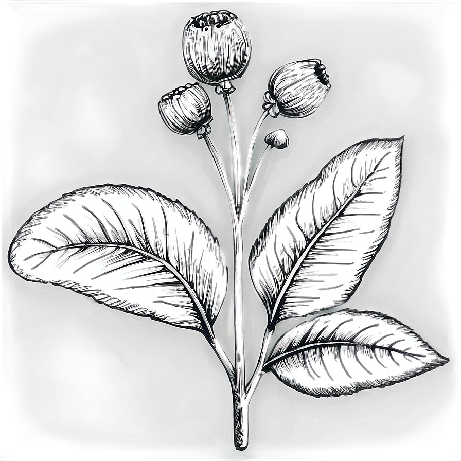 Black And White Flower Sketch Png 05252024 PNG Image