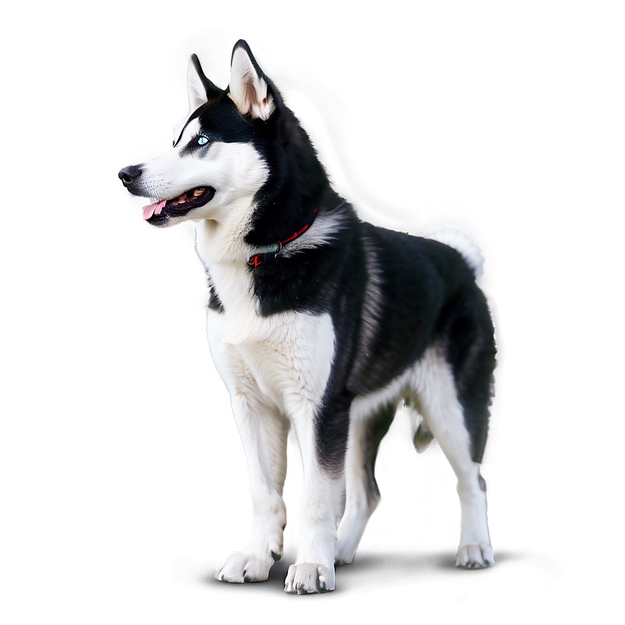 Black And White Husky Png 7 PNG Image