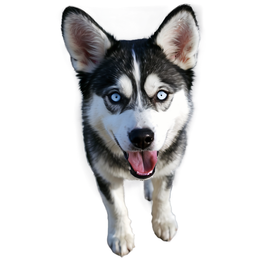 Black And White Husky Png Fsg47 PNG Image