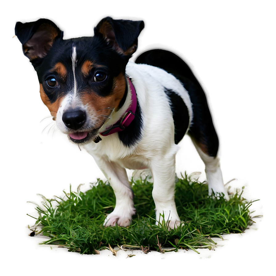 Black And White Jack Russell Png 06292024 PNG Image