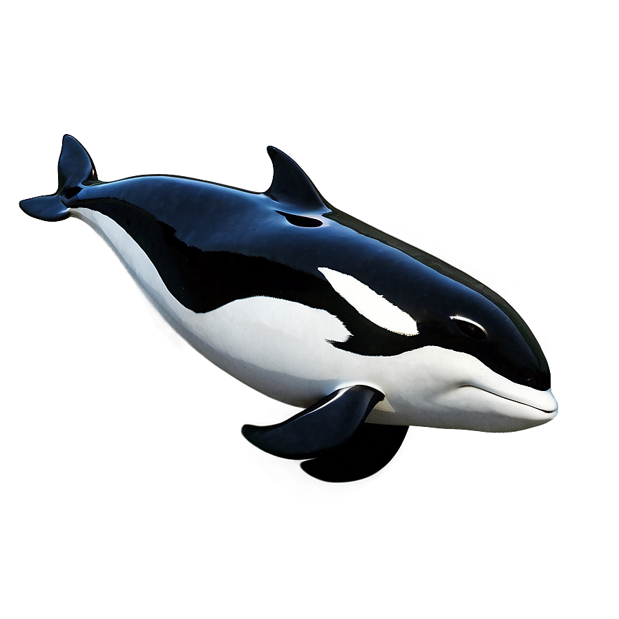 Black And White Orca Png 80 PNG Image