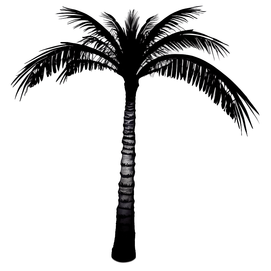 Black And White Palmera Png 06262024 PNG Image