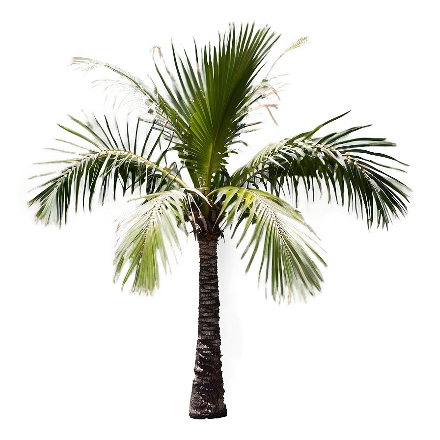 Black And White Palmera Png 06262024 PNG Image