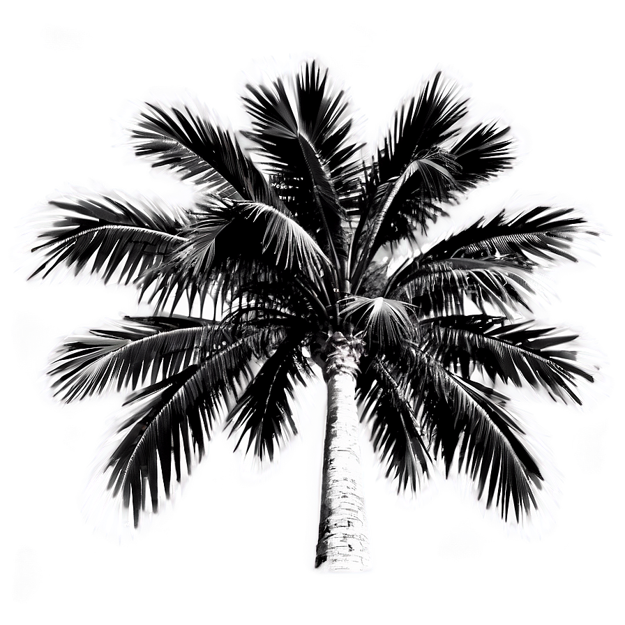 Black And White Palms Png Iwj PNG Image