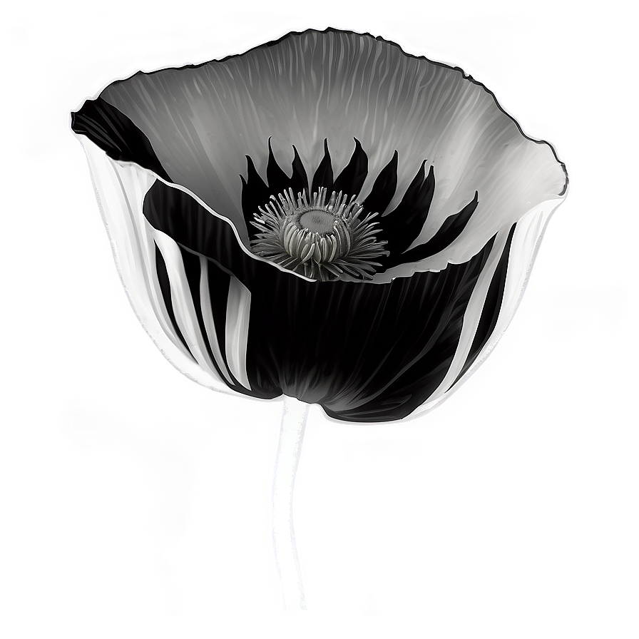 Black And White Poppy Png Ytn6 PNG Image