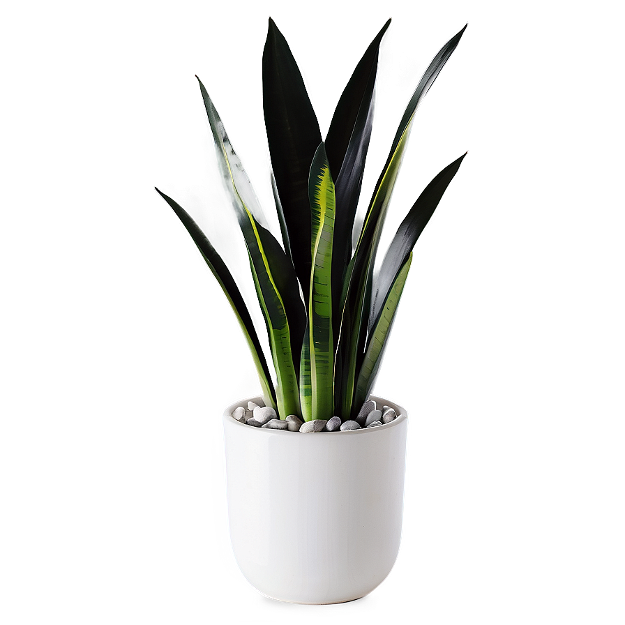 Black And White Snake Plant Png 06122024 PNG Image