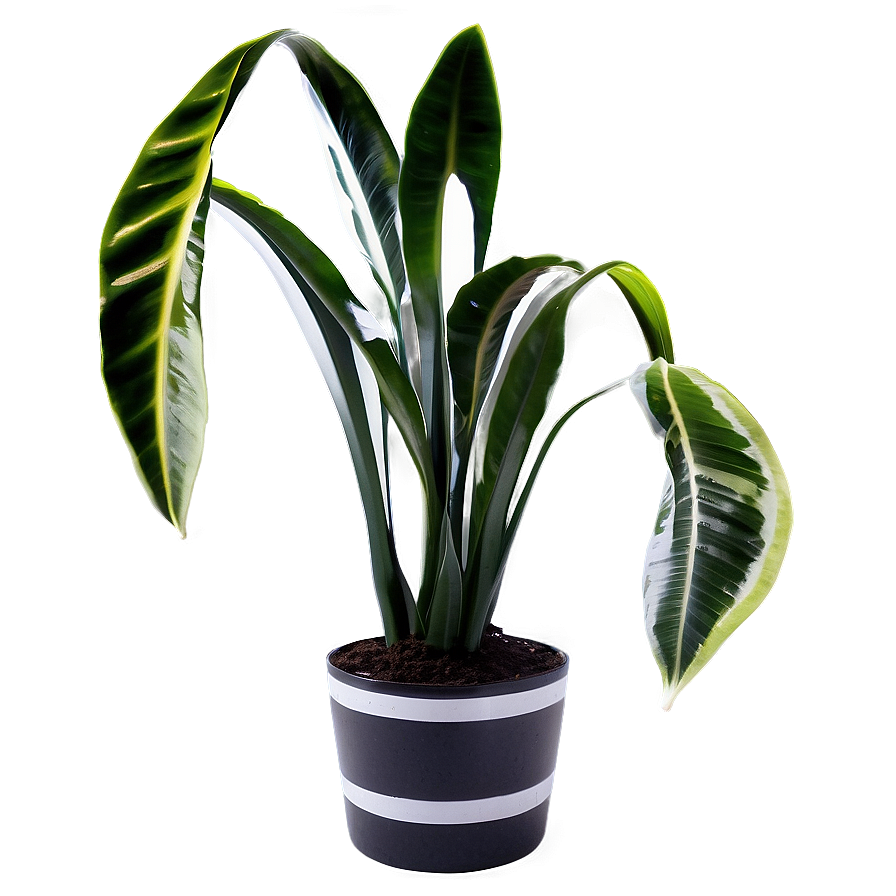 Black And White Snake Plant Png 21 PNG Image