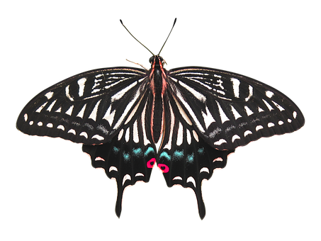 Black Background Butterfly PNG Image