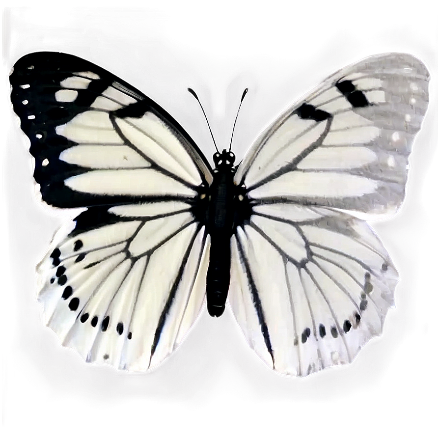 Black Butterfly On White Png Oqb76 PNG Image