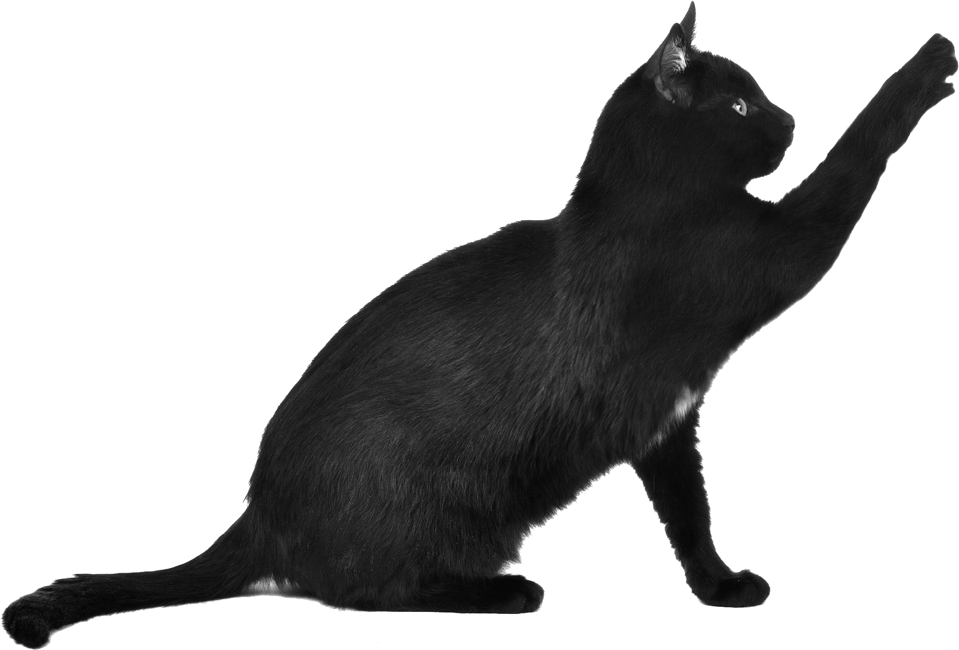 Black Cat Reaching Out.png PNG Image