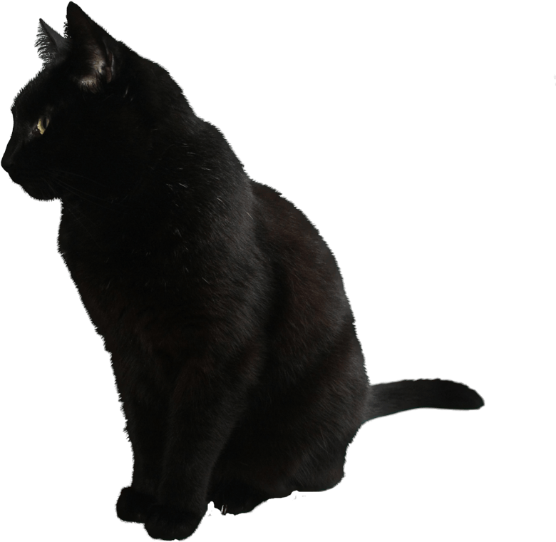 Black Cat Side View Profile PNG Image