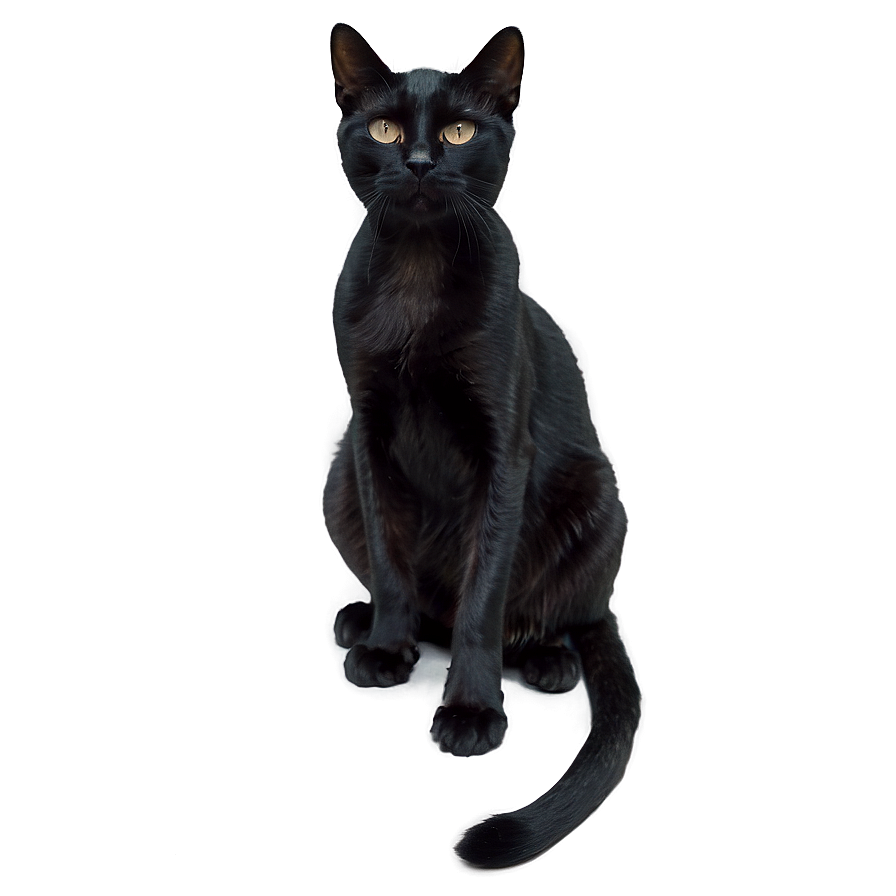 Black Cat Sitting Png 05232024 PNG Image