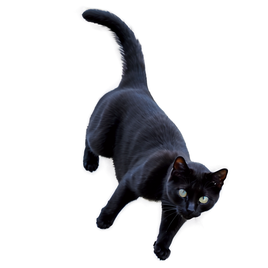 Black Cat Stretching Png 05232024 PNG Image