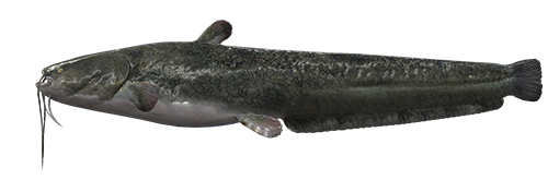 Black Catfish Side View PNG Image