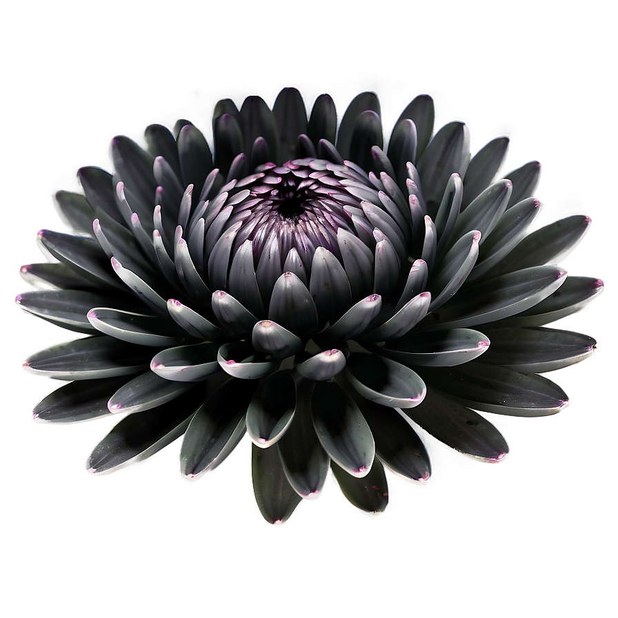 Black Chrysanthemum Mystery Png 11 PNG Image