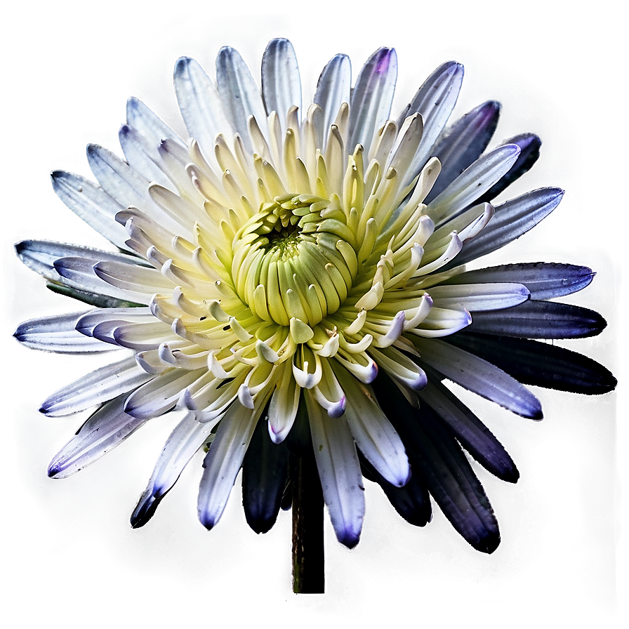 Black Chrysanthemum Mystery Png Fsr PNG Image