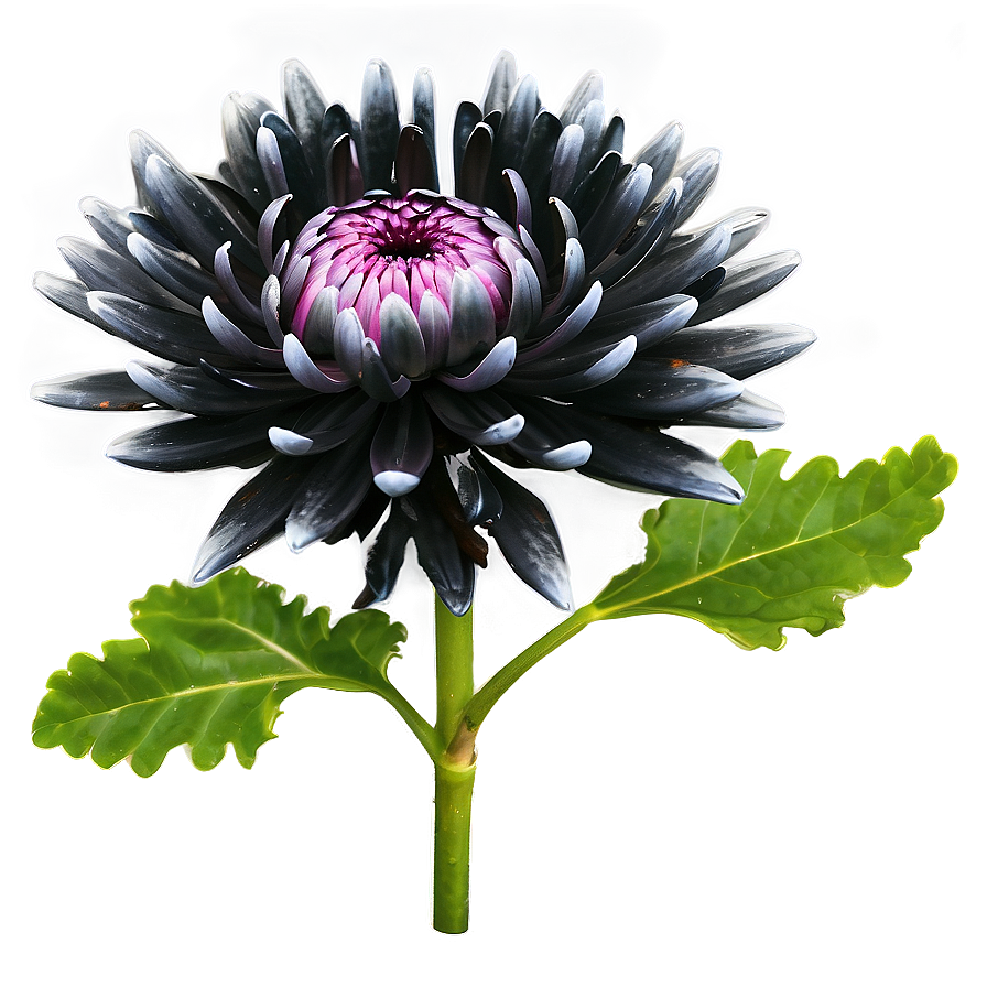 Black Chrysanthemum Mystery Png Teb66 PNG Image