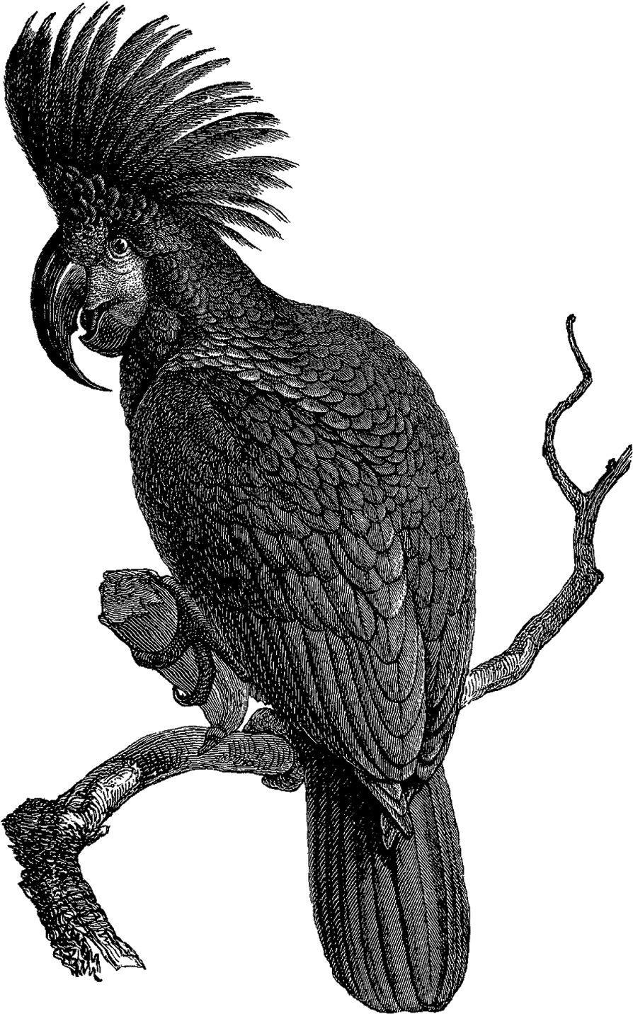 Black Cockatoo Illustration PNG Image