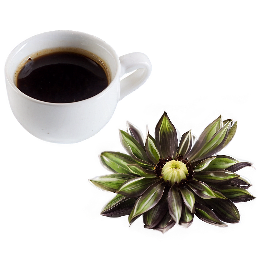 Black Coffee Chicory Png Dlq PNG Image